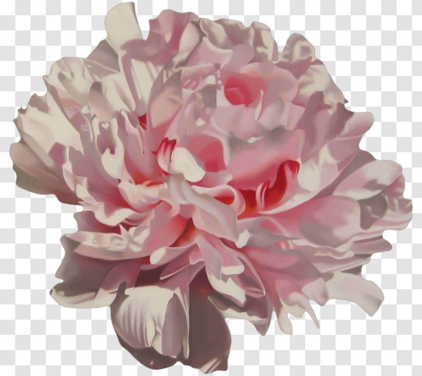 Pink Moutan Peony - Flowering Plant - Hand-painted Transparent PNG