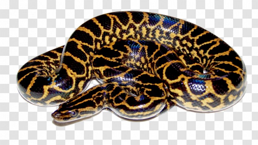 Snake Green Anaconda Reptile Yellow - Giant Transparent PNG