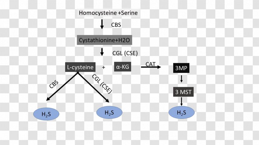3-mercaptopyruvate Sulfurtransferase Cysteine Cystathionine Gamma-lyase Biosynthesis Hydrogen Sulfide - Beta Synthase Transparent PNG