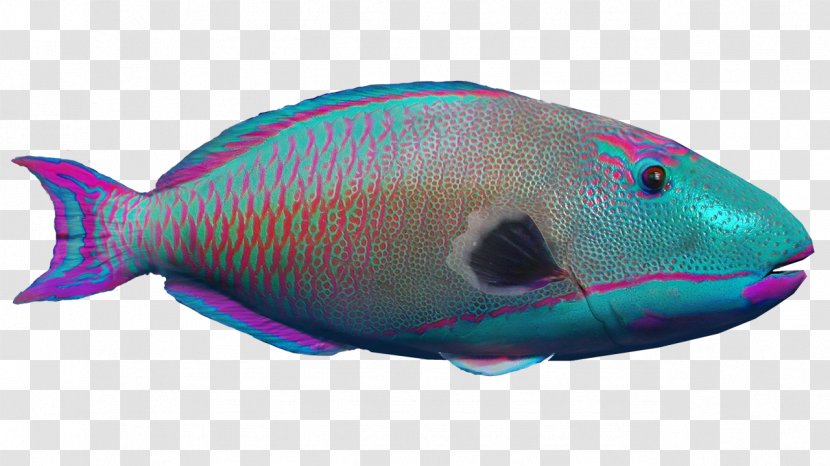 Marine Biology Mammal Coral Reef Fish Fin - Magenta Transparent PNG