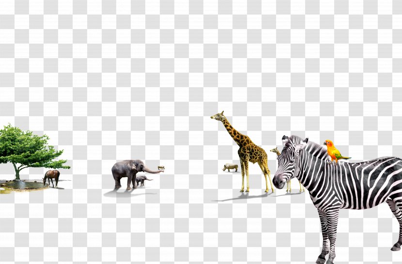 Quagga Giraffe Zebra Animal - Plains Transparent PNG