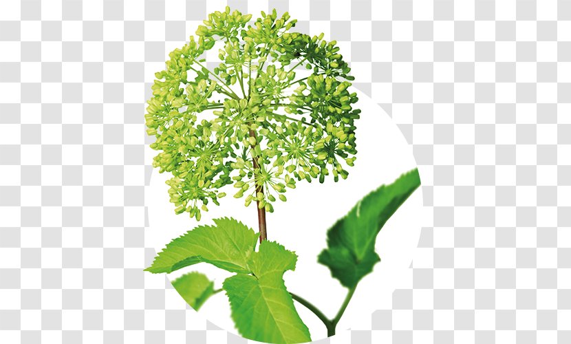 Parsley Angelica Archangelica Iberogast Medicinal Plants Herb - Leaf Vegetable - Plant Transparent PNG