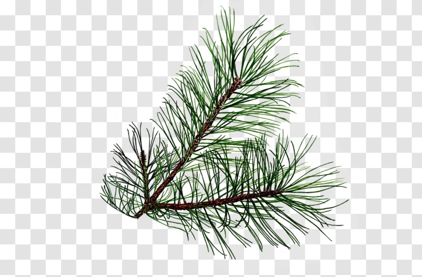 Branch Evergreen Pine Conifer Cone Clip Art - Fir - Tree Transparent PNG