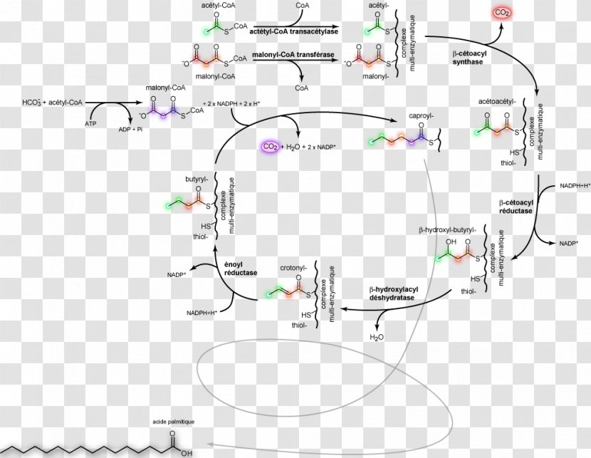 Lipogenesis Fatty Acid Synthesis Metabolism - Chemical - Map Transparent PNG