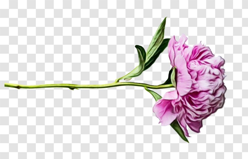 Flower Flowering Plant Cut Flowers Pink - Stem Lisianthus Transparent PNG