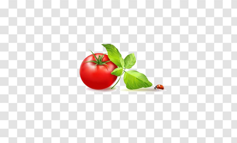 Tomato Vegetable Clip Art - Fruit Transparent PNG