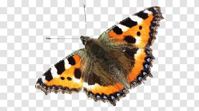 Insect Brush-footed Butterflies Small Tortoiseshell Image Swallowtail Butterfly Transparent PNG