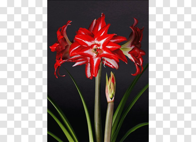 Hippeastrum Lilium Bulb Amaryllis Belladonna Flower Transparent PNG