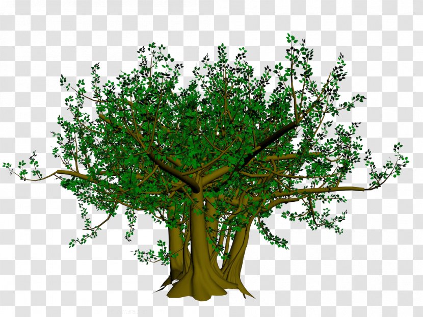 Bodhi Tree Branch Ficus Religiosa - Bonsai - Cartoon Banyan Picture Material Transparent PNG