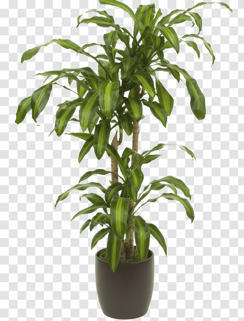 Houseplant Dracaena Reflexa Var. Angustifolia Flowerpot - Sansevieria Zeylanica - Plant Transparent PNG