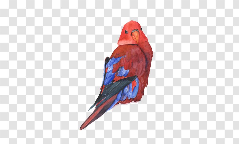 Watercolor Painting Parrot Bird Drawing - Perico Transparent PNG