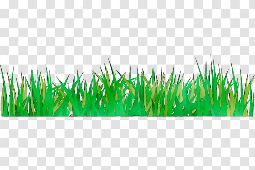 Wheatgrass Green Commodity - Lawn Transparent PNG
