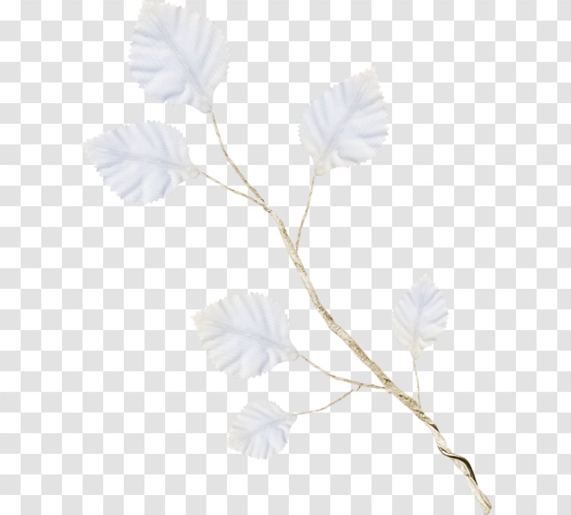 Petal Rose Family Leaf Plant Stem - Branch Transparent PNG