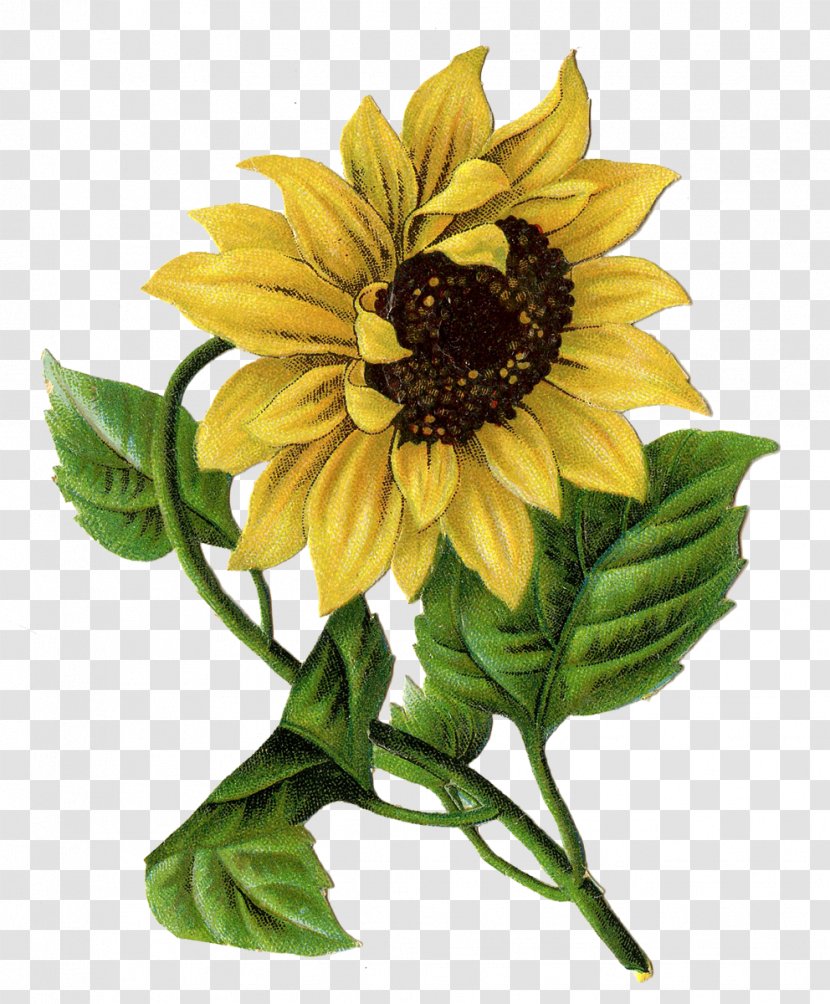 Drawing Watercolor Painting Sketch Art - Sunflower Seed Transparent PNG