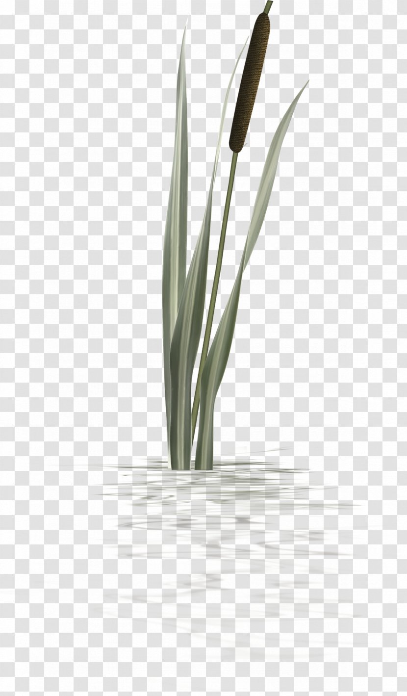 Ornament Plant Clip Art - Flower - Grass Transparent PNG