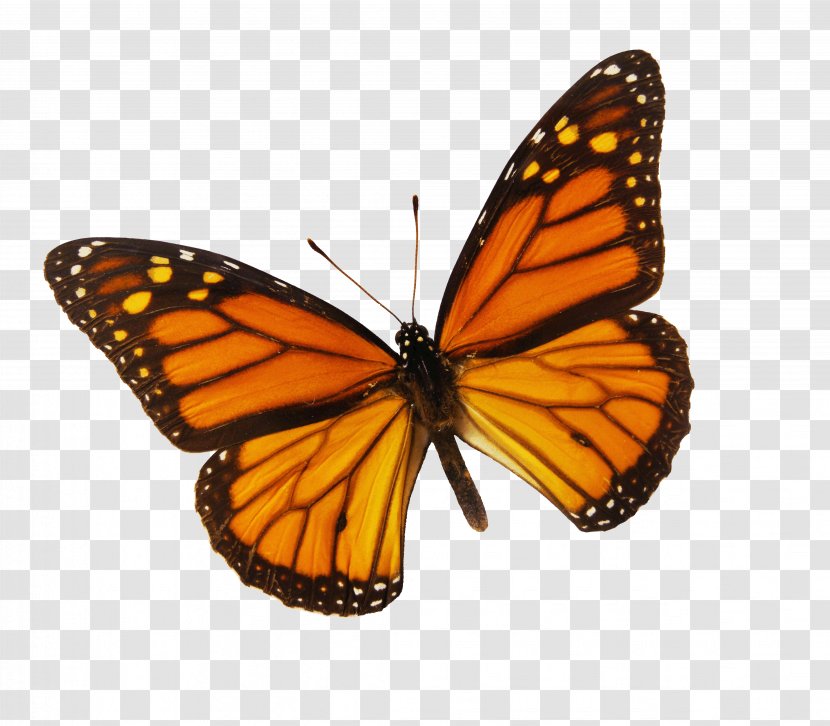 Monarch Butterfly Drawing Color Clip Art - Lycaenid Transparent PNG