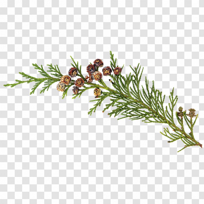 Essential Oil Cedar Tea Tree Frankincense - Eucalyptus Transparent PNG