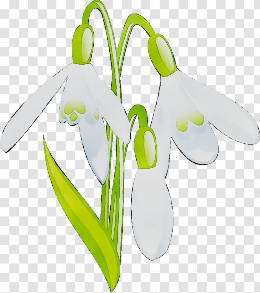 Product Design Technology Snowdrop - Flowering Plant - Amaryllis Family Transparent PNG
