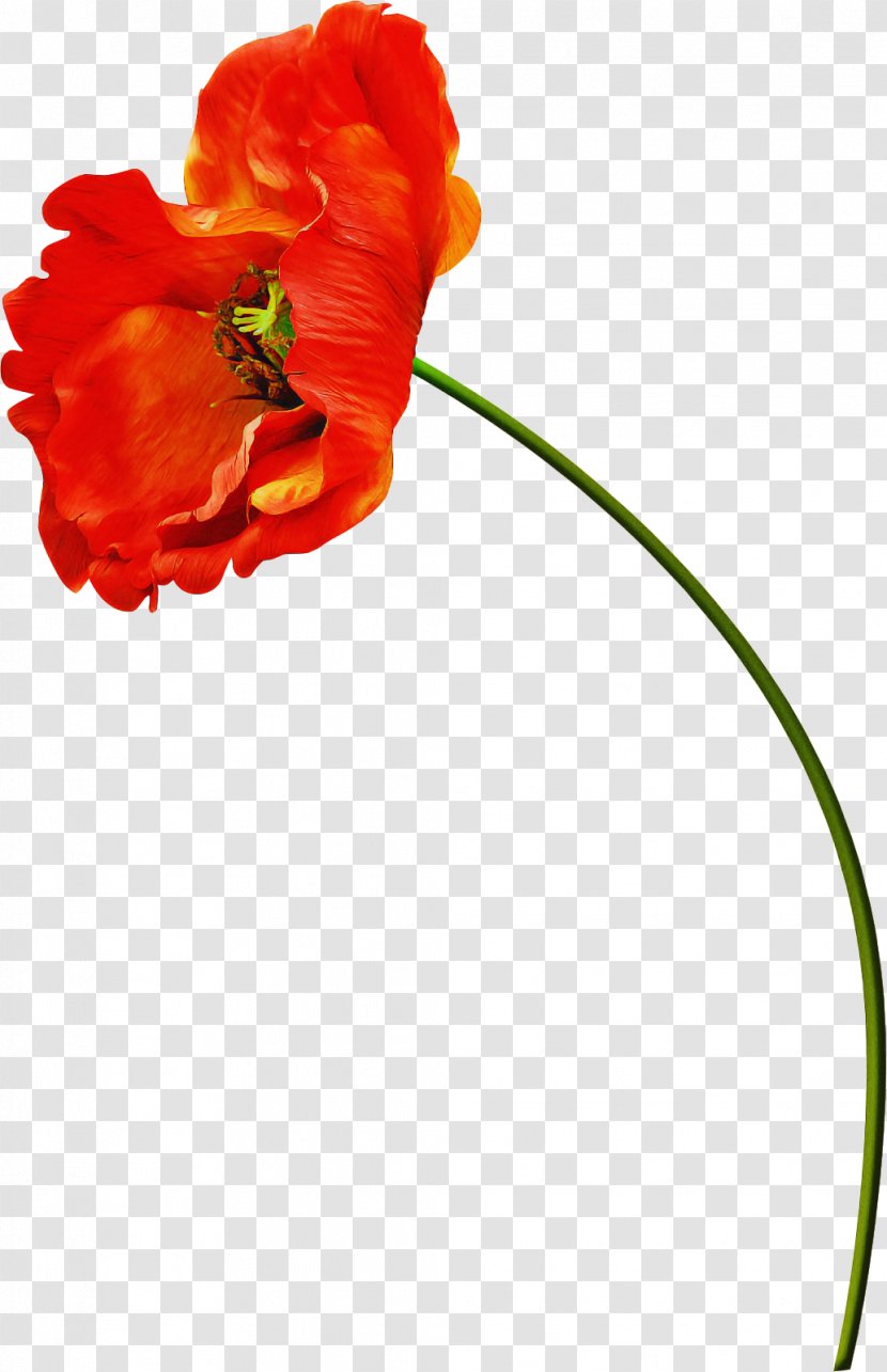Flowers Background - Coquelicot - Wildflower Plant Stem Transparent PNG