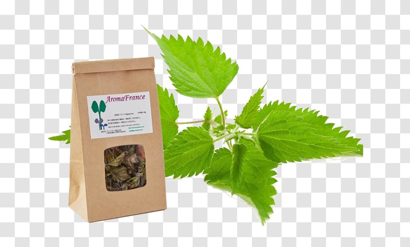 Common Nettle Stock Photography Herb Medicinal Plants - Herbal Transparent PNG