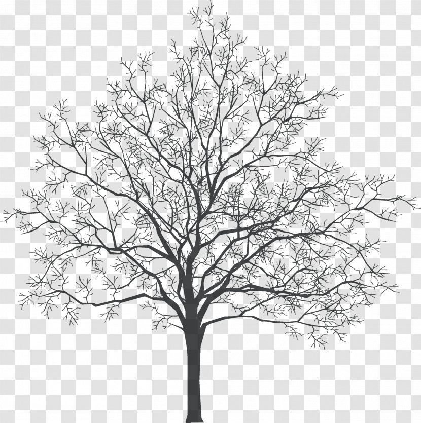 Tree - Monochrome - Old Couch Transparent PNG