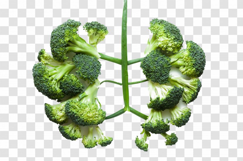 Lung Health Vegetable Broccoli Disease - Healthy Transparent PNG