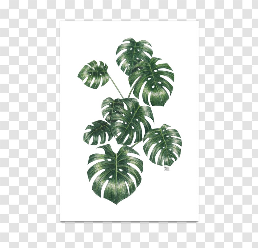 Tree Plant Leaf - Monstera Transparent PNG