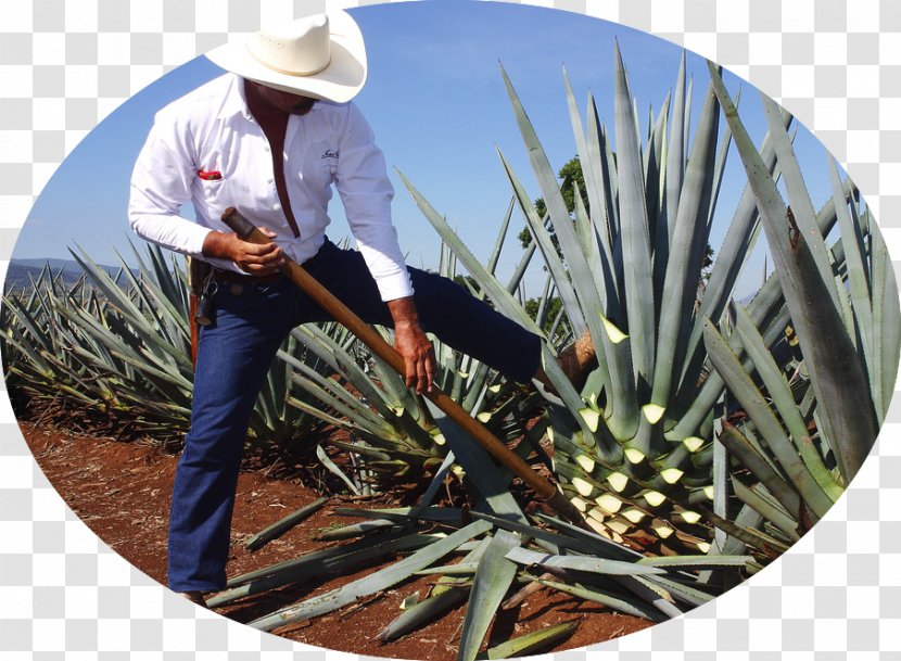 Tequila Mezcal Distilled Beverage Mexican Cuisine Agave Azul - Jalisco - Harvesting Transparent PNG