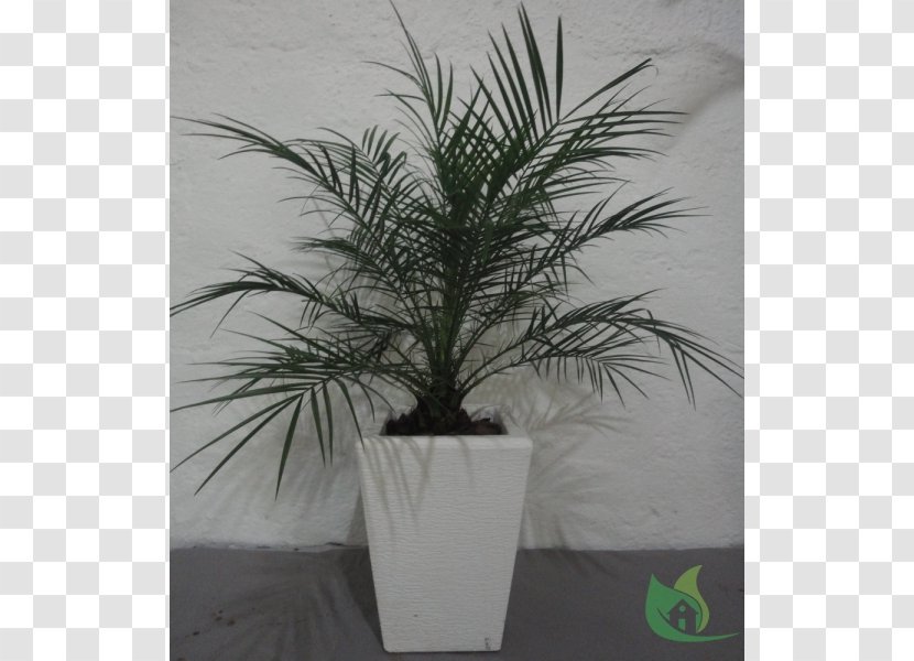 Date Palm Flowerpot Houseplant Trees - Plant - Garden Center Transparent PNG