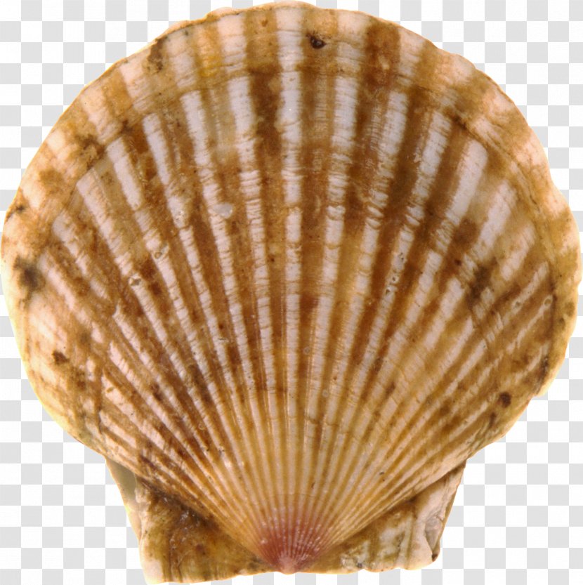 Bay Scallop Seashell - Clams Oysters Mussels And Scallops Transparent PNG