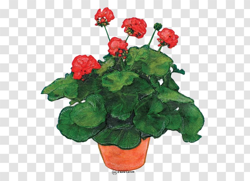 Geranium Molle Robertianum Hardy Geraniums Clip Art - Flower - Cliparts Transparent PNG