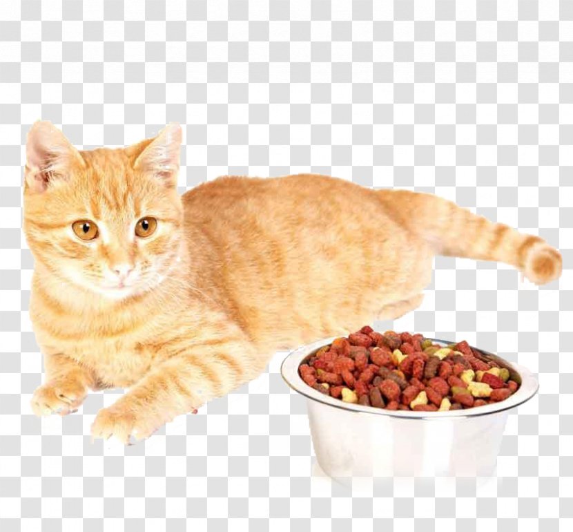 Cat Food British Shorthair Dog Kitten Fodder - American Transparent PNG