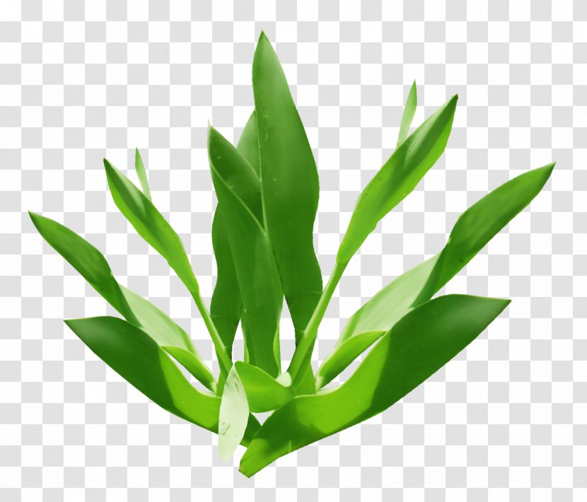 Icon - Grass Family - Green Leaves Transparent PNG