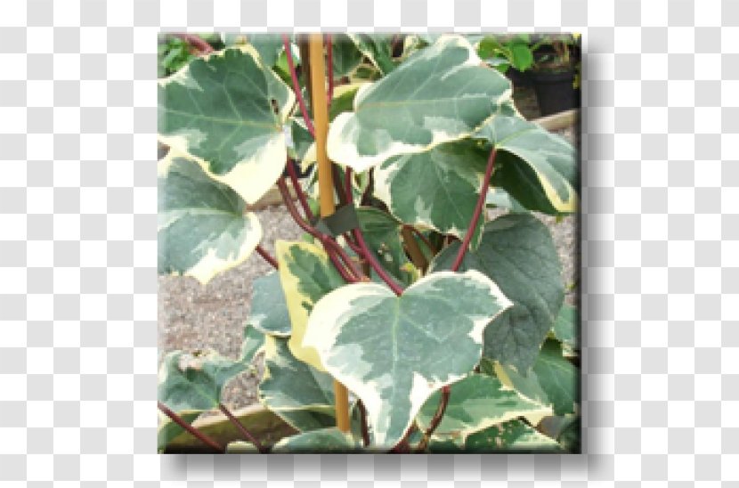 Plant Pathology Leaf Plants - Hedera Transparent PNG