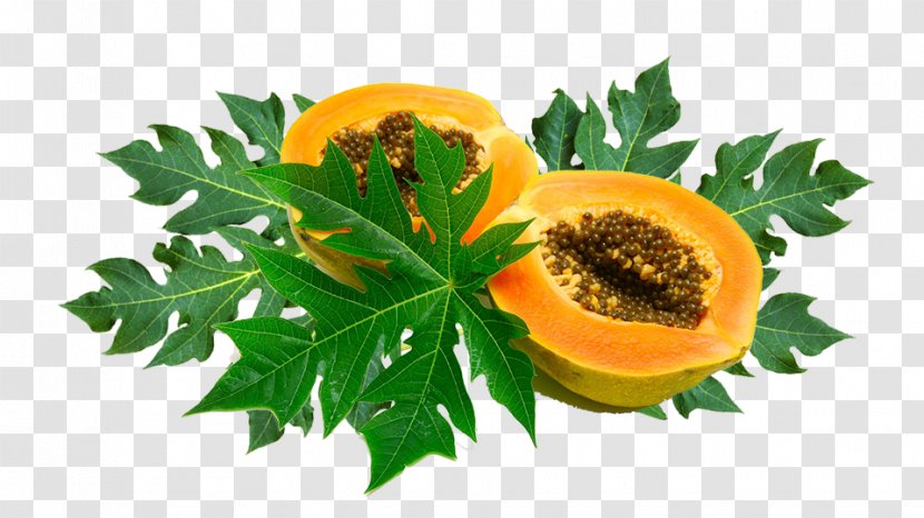 Papaya Leaf - Vitamin - Perennial Plant Herb Transparent PNG