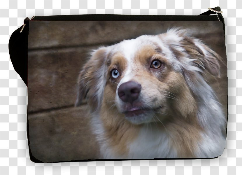 Australian Shepherd Dog Breed Miniature American Companion Wallet - Sheperd Transparent PNG