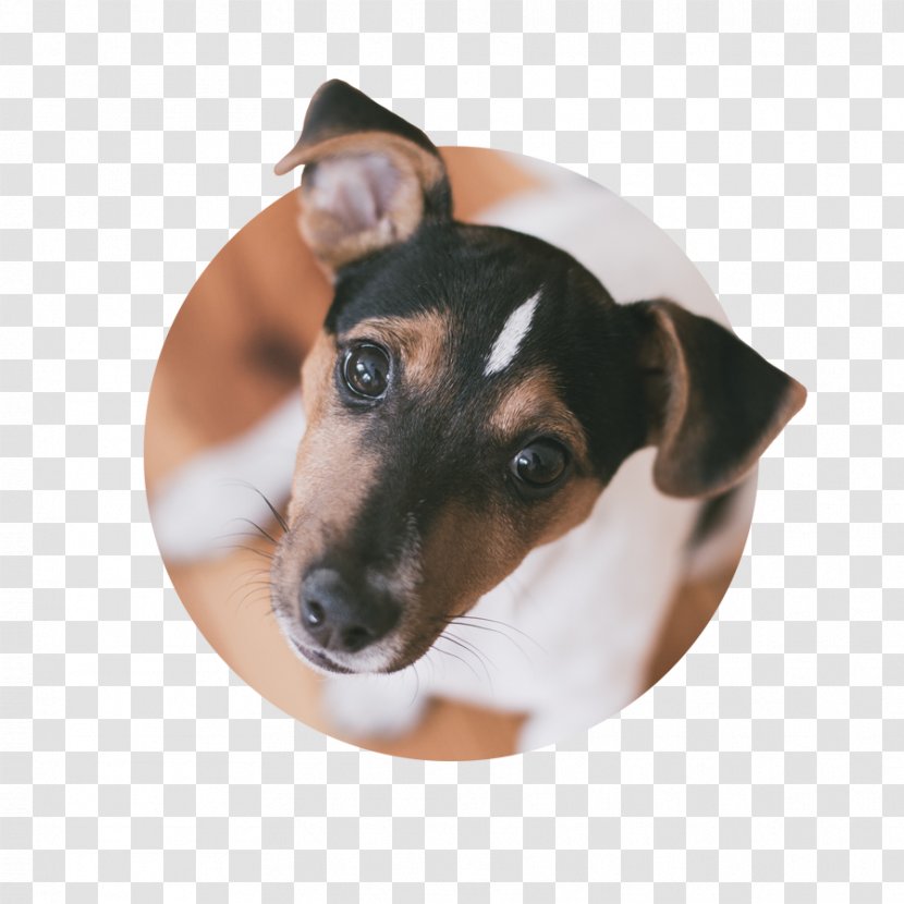 Dog Breed Toy Fox Terrier Jack Russell Miniature Puppy - Like Mammal Transparent PNG