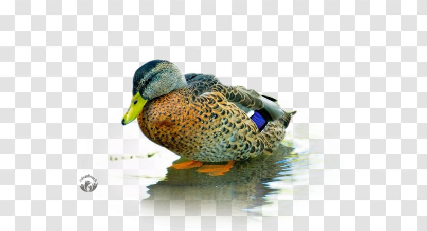 Mallard Baby Ducks Bird Goose - Fauna - Duck Transparent PNG