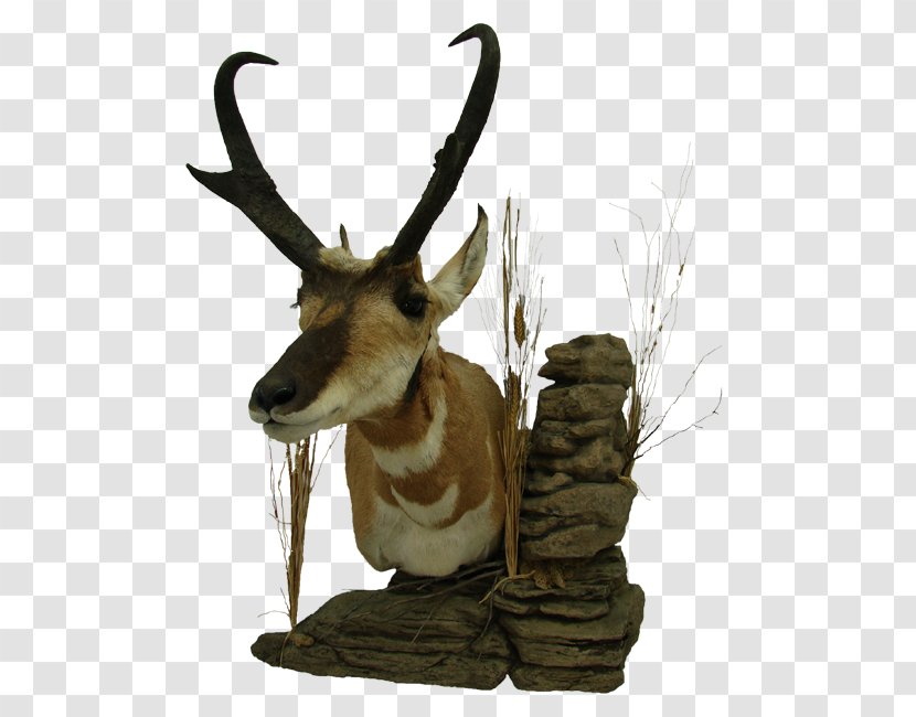 Reindeer Pronghorn Don's Taxidermy Antelope - Moose - Deer Transparent PNG