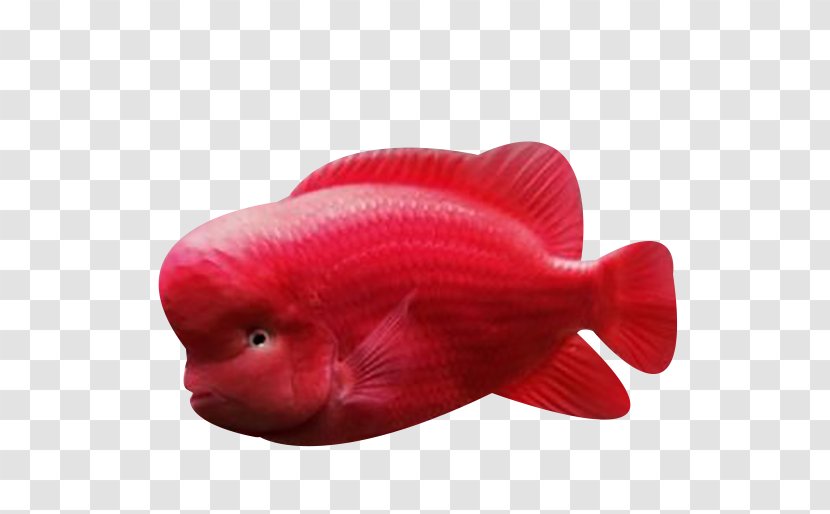 Red Fish Biology - Beak - Ocean Transparent PNG