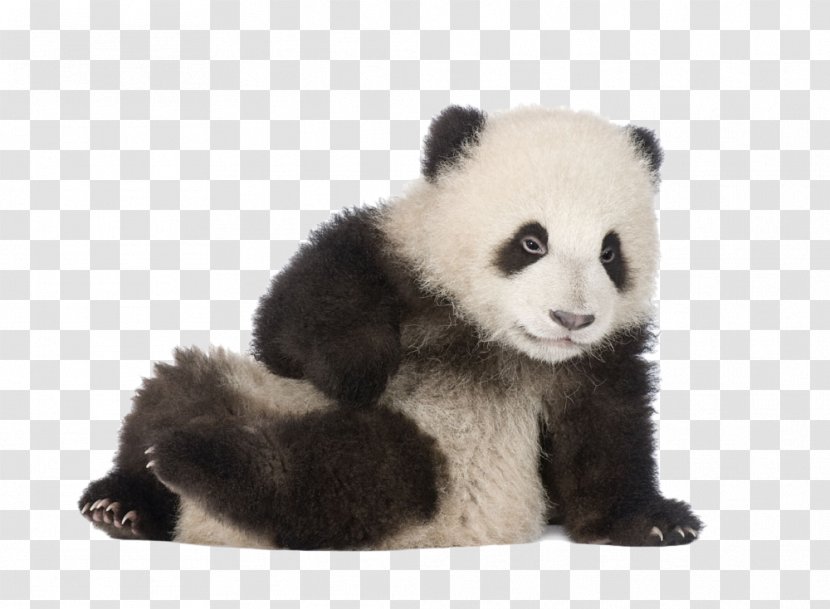 Giant Panda Greeting Card Happy Birthday To You - Sitting On The Ground Transparent PNG