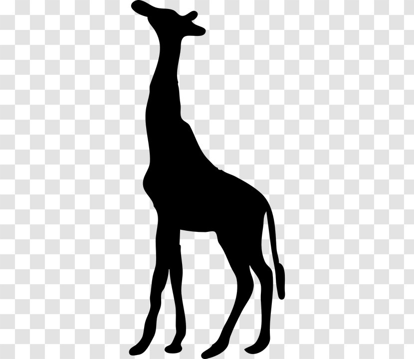 Wall Decal Sticker Northern Giraffe Clip Art - Fauna - Black Transparent PNG