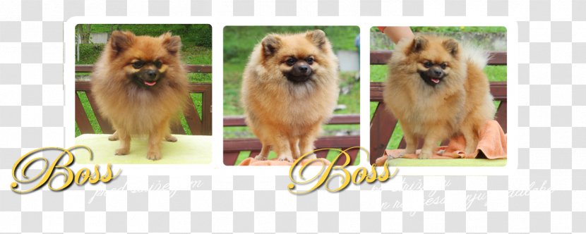 German Spitz Klein Pomeranian Mittel Finnish Eurasier - Carnivoran - ınjun Transparent PNG