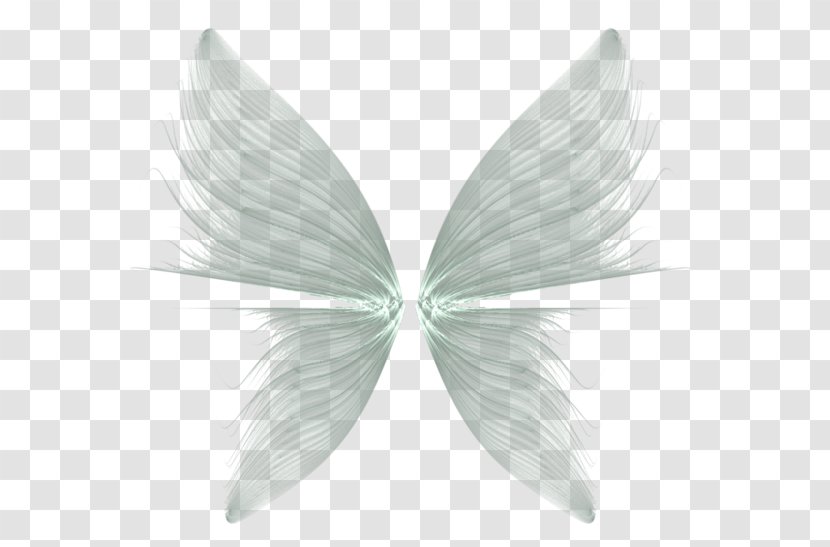 Butterfly Drawing Feather - Wings Transparent Background Transparent PNG
