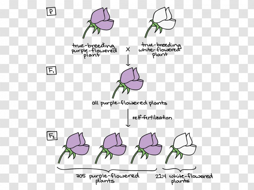 Mendelian Inheritance Biology Genetics Video Lesson - Tree - Watercolor Transparent PNG