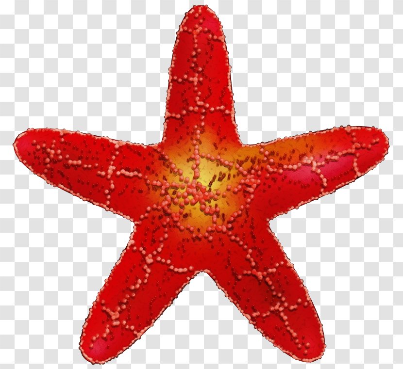 Starfish Red Marine Invertebrates Star - Paint Transparent PNG