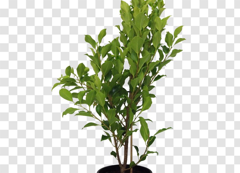 Houseplant Tree Flowerpot Branch Box - Nandina Domestica Thunb Transparent PNG