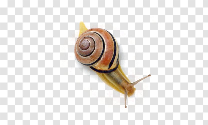 Snail Orthogastropoda - Snails And Slugs - Crawling Transparent PNG