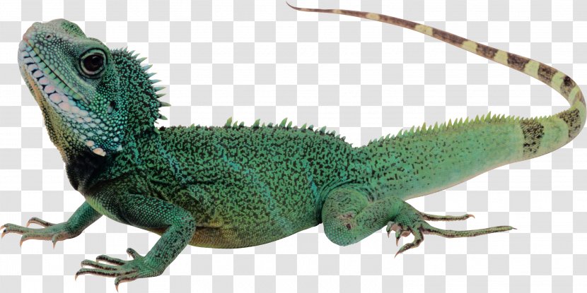 Lizard Komodo Dragon Reptile Transparent PNG
