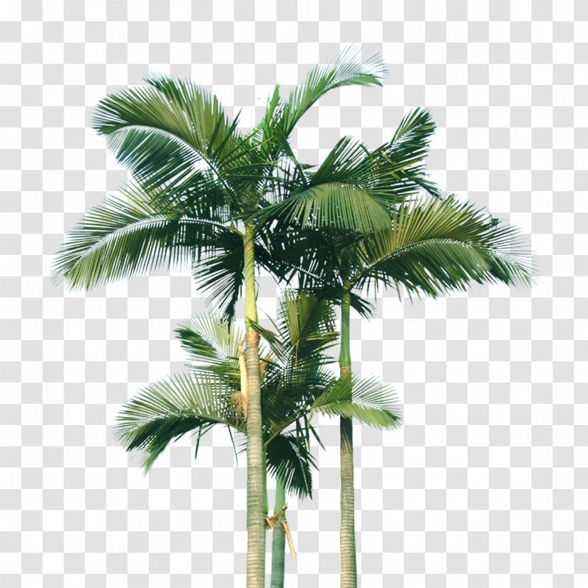 Coconut Arecaceae Computer File - Arecales - Tree Transparent PNG